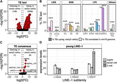In silico characterisation of minor wave genes and LINE-1s transcriptional dynamics at murine zygotic genome activation